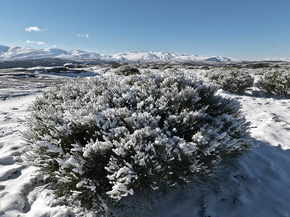 El Cerro - El Cerro I Navarredonda de Gredos